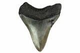 Megalodon Tooth - North Carolina #152937-1